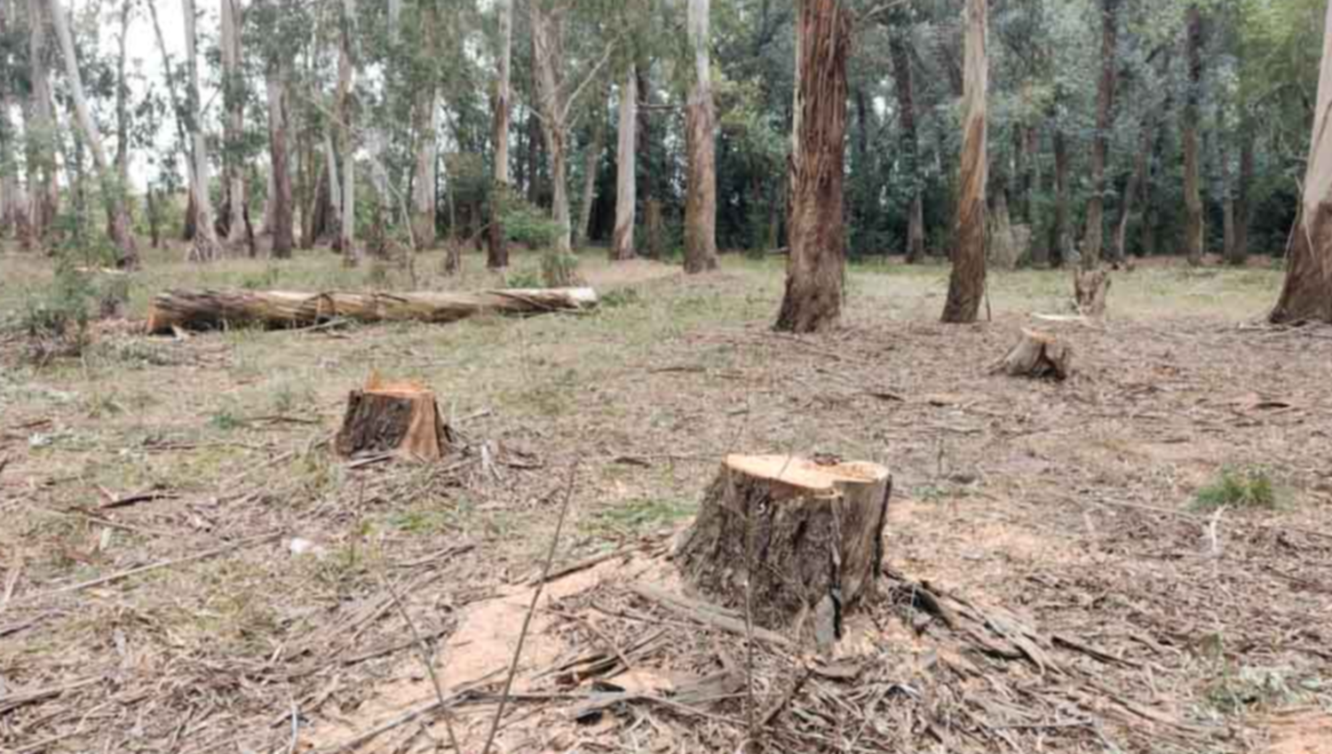 De Qu Se Trata La Tala Forestal Que Fren La Justicia En El Parque